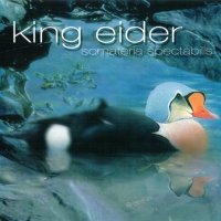 King Eider - Somateria Spectabilis (2005)