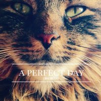 A Perfect Day - I Love My Cats (2016)