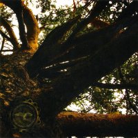 Кобь - Давьныѣ Покровы Рипѣискыихъ Дрѣвочащь (The Ancient Shroud Of Primeval Ural Woods) (2006)