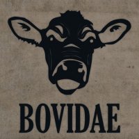 Bovidae - Bovidae (2016)